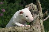BULL TERRIER MINIATURE 200